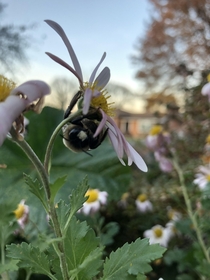 Bee hanging out under our pink anemone NOV