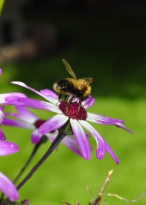 Bee pollinating a daisy 