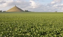 Beets cultivated on site of famous Battle of Waterloo in Belgium 