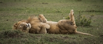 Belly Rubs -Lion 