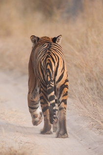 Bengal Tiger in India Panthera tigris tigris  photo by Jamen Percy