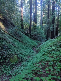 Big Basin Redwoods State Park unedited 