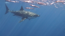 Big girl in the water Great White Carcharodon carcharias Isla Guadalupe  No Edit