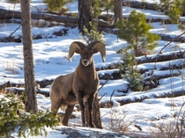 Big horn sheep near cheesman lake colorado