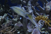 Bigfin reef squid Sepioteuthis lessoniana on exhibit in Monterey Bay Aquarium 