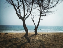 Binary Trees by The Sea 
