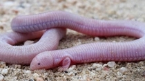 Bipes also known as Mexican mole lizards