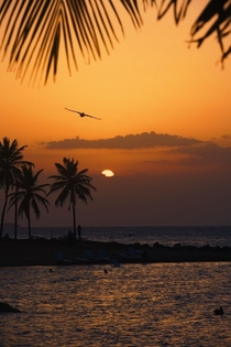 Bird and sunset