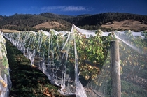 Bird netting protecting grapevines close to harvest time  by Mark Smith 
