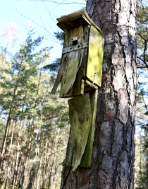 Birdhouse in a Swedish forest