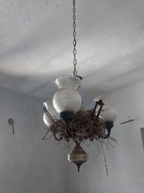 Birds nest chandelier I found on Capri Island Italy