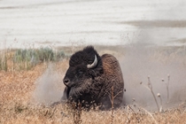 Bison at Antelope Island Utah