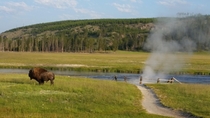 Bison at Yellowstone National Park 