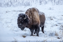 bison in Canada Elk Island Alberta 
