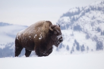 Bison in the Yukon Canada