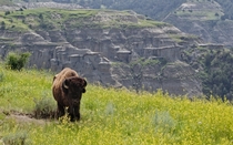 Bison in Theodore Roosevelt National Park 
