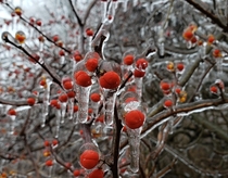 Bittersweet berries covered by a day of freezing rain Northeastern Pennsylvania