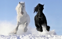 Black and White Horses  x 