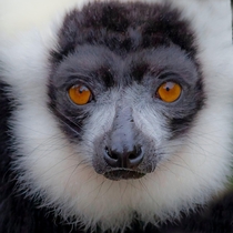 Black and white ruffed lemur - the sadness in his eyes OC