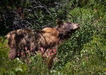 Black bear Ursus americanus hunting for berries Glacier National Park MT 