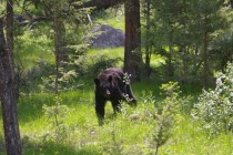 Black bear - Yellowstone National Park Ursus americanus 
