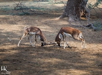 Black Bucks Fighting - Photographed by Hanan Khaleeq - Lal Sunhara National Park Bahawalpur Pakistan 