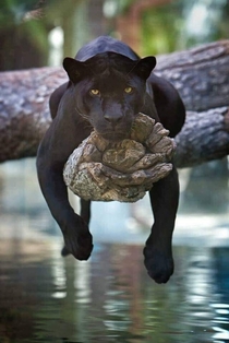 Black Panther on a tree branch