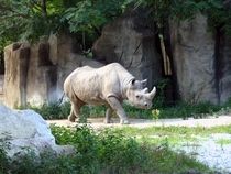 Black Rhinoceros Diceros bicornis Brookfield Zoo 