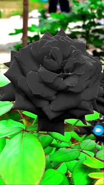 Black rose