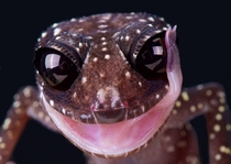 Black salamander