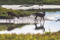 Black-tailed deer feed along the tide line on the Olympic Peninsula 