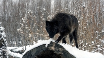 Black wolf in the snow Canis lupus 