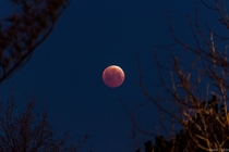 Blood Moon from Denver CO 