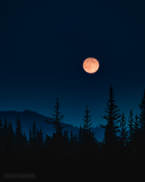 Blood moon rising over a foggy forest in Nordegg Alberta  henryhawkins