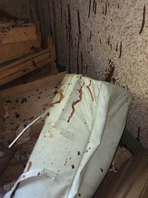 Blood stains  in an abandoned house