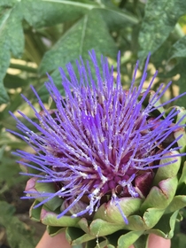 Blooming artichokes never fail to impress