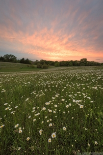 Blooming pasture in Nebraska 