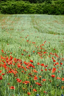 Blooming poppies in the fields of southern Poland 