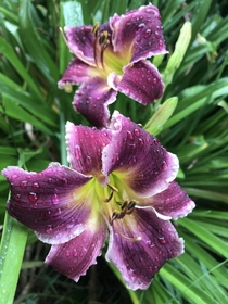 Blooming today in SW Michigan Hemerocallis Indian Giver This is the first photo Ive taken that actually depicts her true colors
