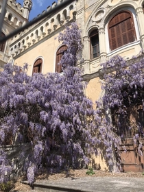 Blooming Wisteria chinensis colonizing an abandoned castle