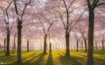 Blossom park Amstelveen the Netherlands 
