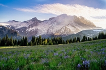 Blossomed meadows at Mount Rainier National Park  WA 