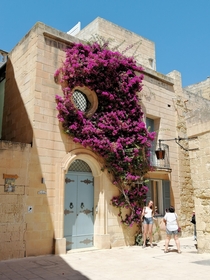Blossoming house in the Medieval City of Mdina Malta 