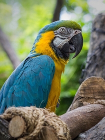 Blue-and-yellow macaw 