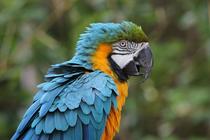 Blue-and-Yellow Macaw Ara ararauna 