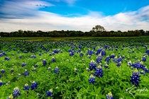 Blue Bonnets Hunt County Texas 