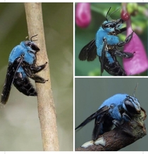 Blue Carpenter Bee from Southeast Asia Xylocopa caerulea