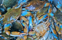 Blue Crab Callinectes sapidus 