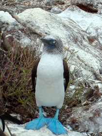 Blue Footed Booby Sula nebouxii 