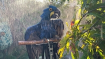 Blue Hyacinth Macaw enjoying some warm rain